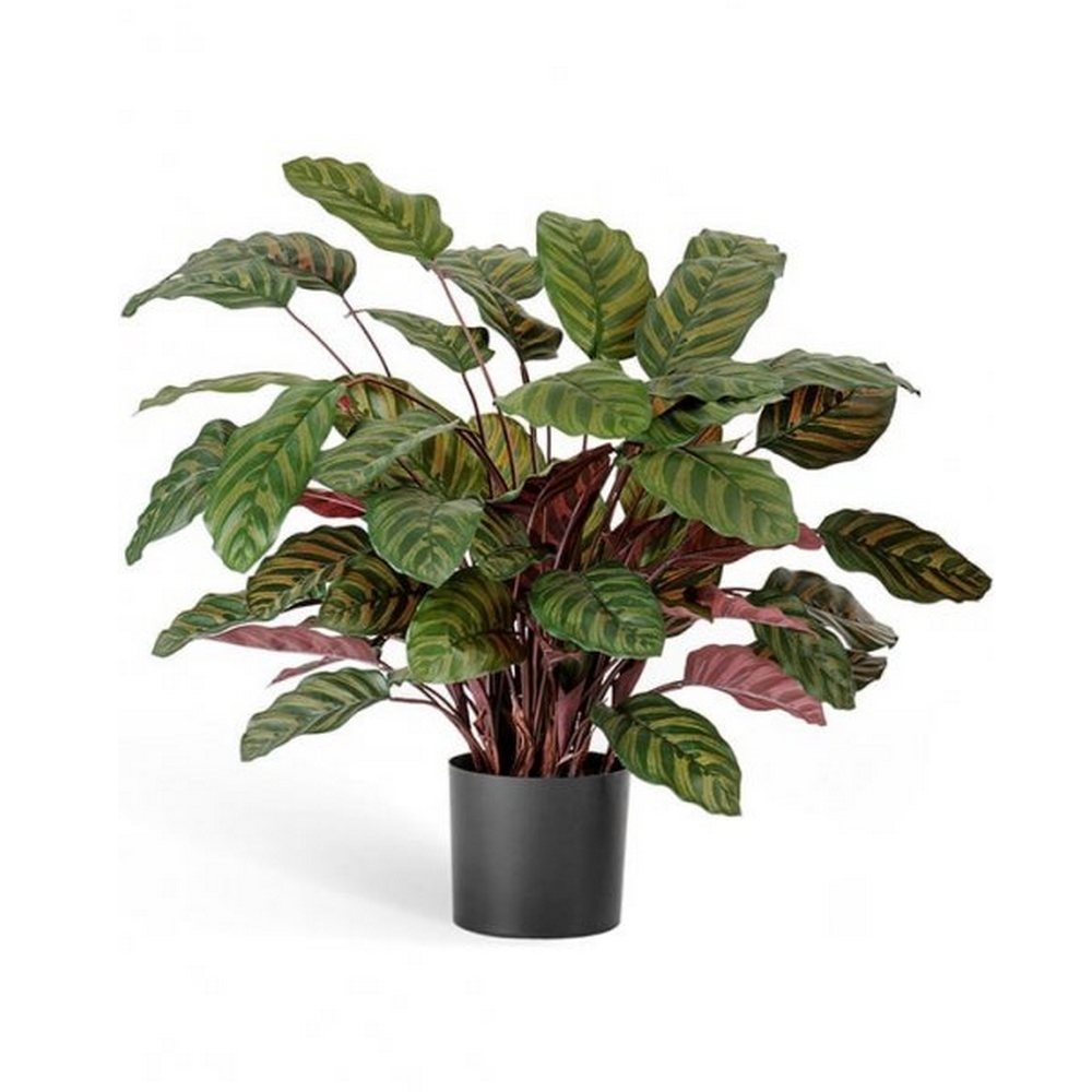 Калатея бордово-зеленая