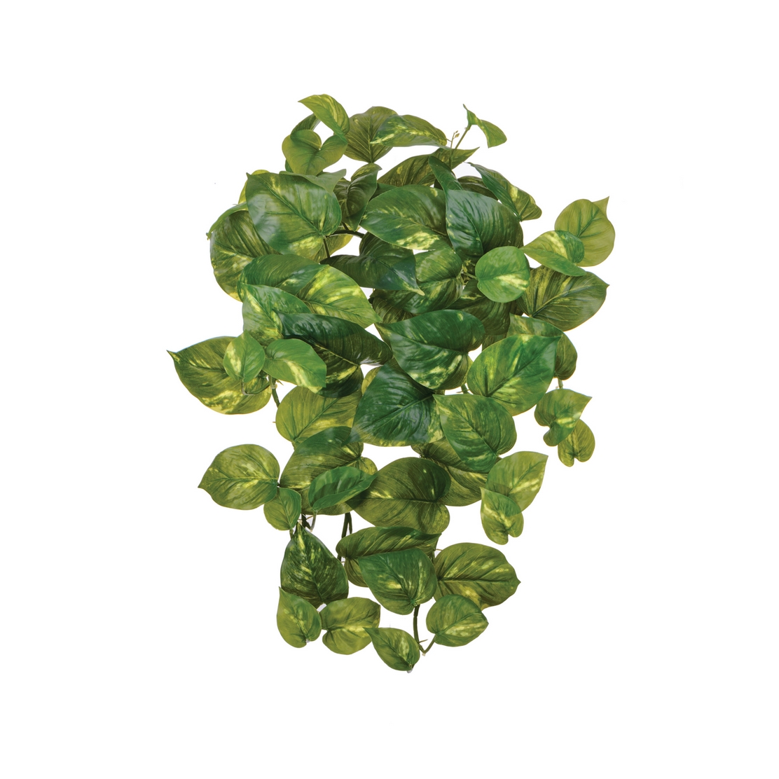Потос крупнолистный - 45