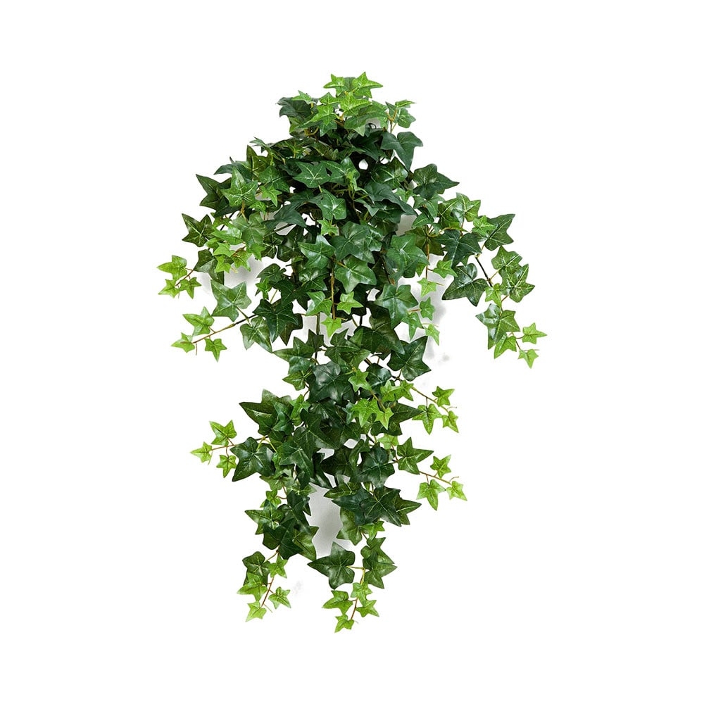 Английский плющ Новый