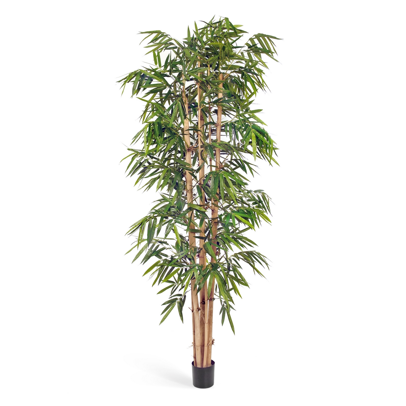 Бамбук Новый Гигантский Биг Лиф