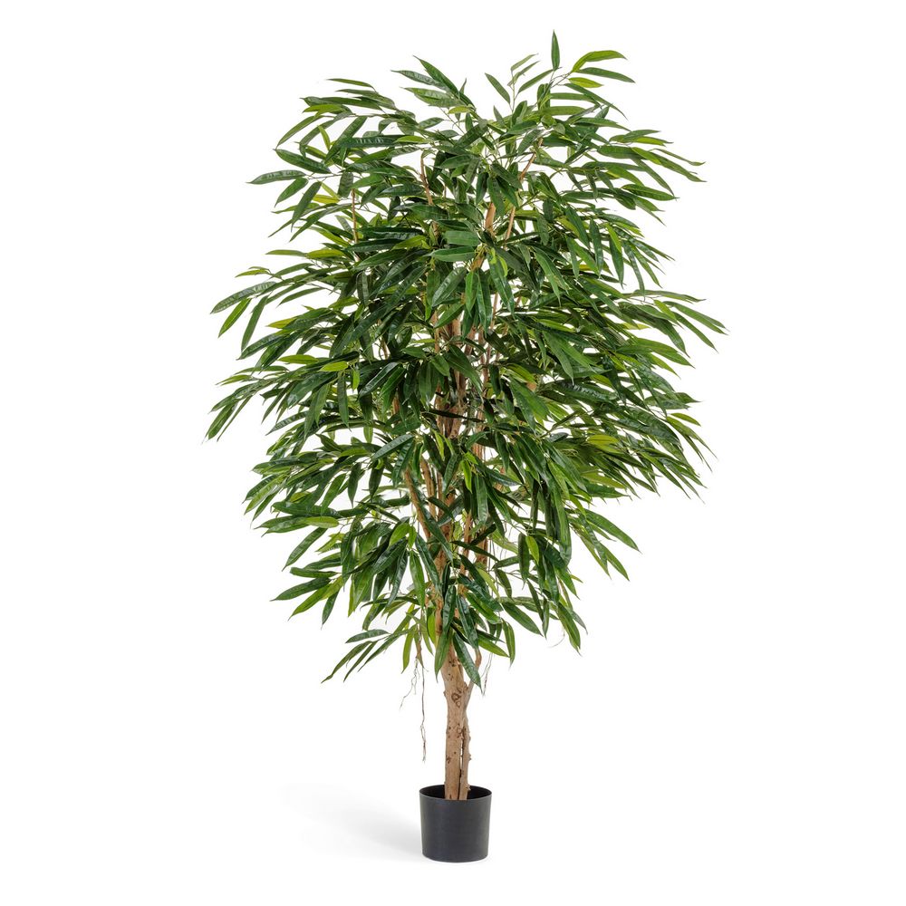 Лонгифолия Роял - 210