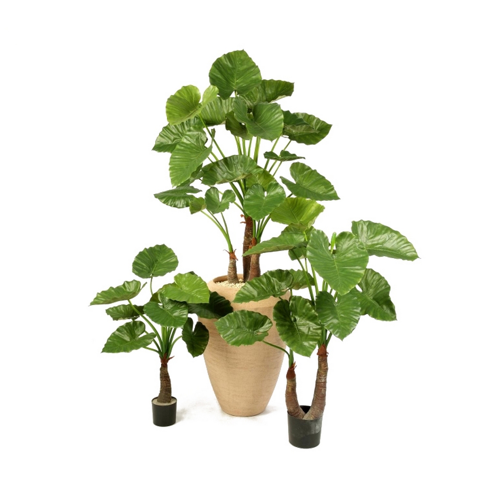 Алоказия Калидора - 120