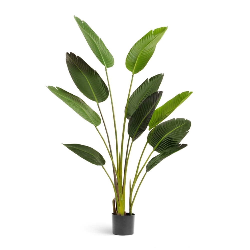 Стрелиция Style зеленая