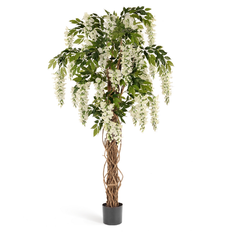 Вистерия лиана 180см - белый цветок (растения)