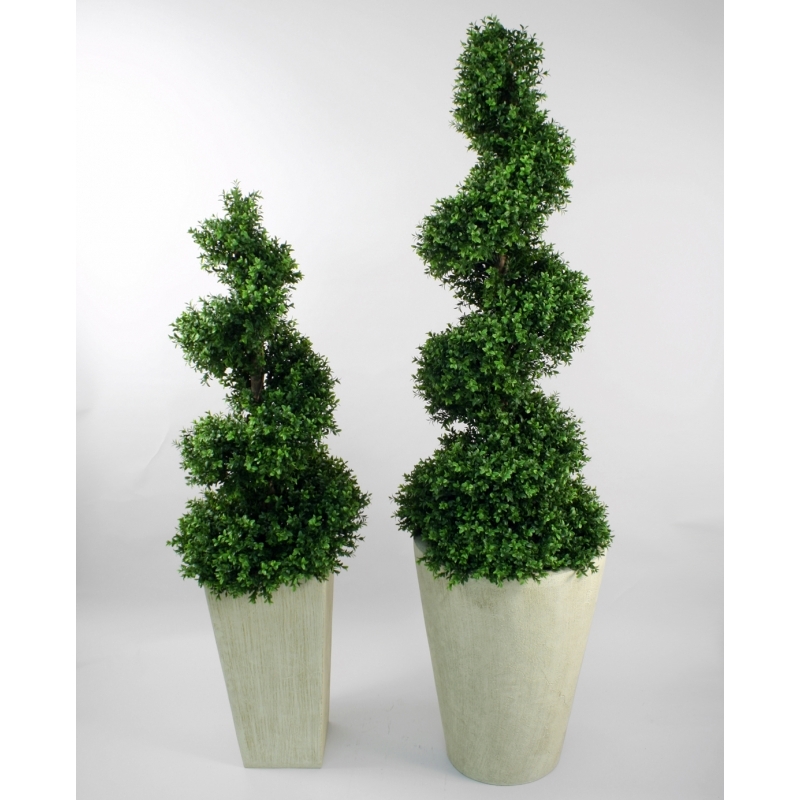 Самшит спиральный