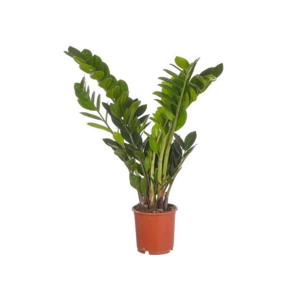 Замиокулькас - Zamioculcas - 65/14