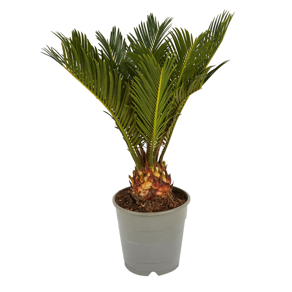 Саговник поникающий - Cycas revoluta - 45/15
