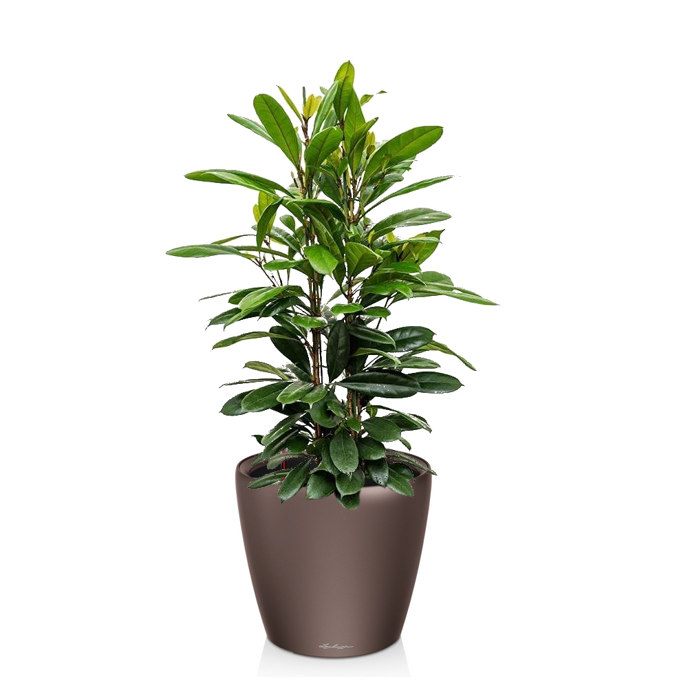 озеленение краснодар