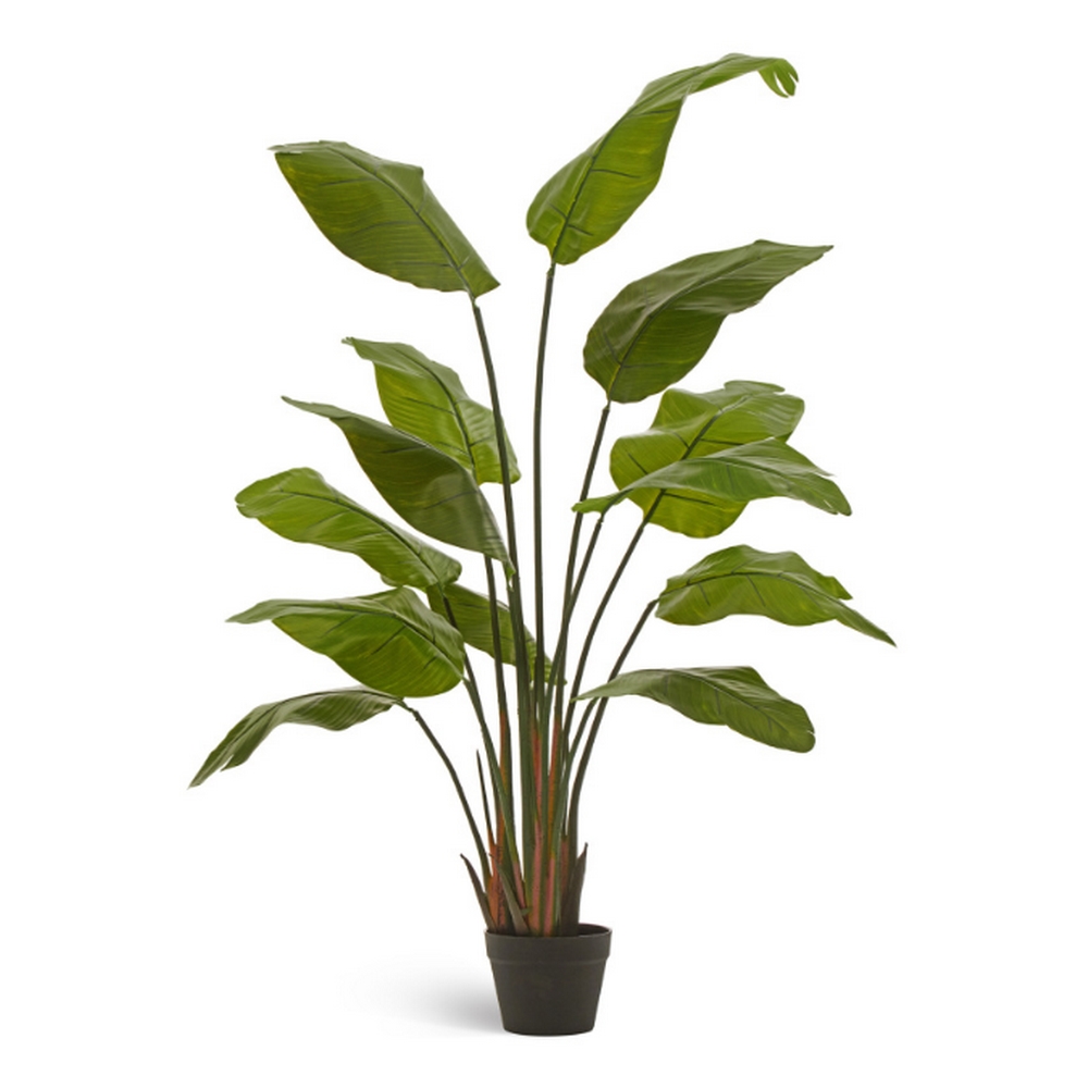 Стрелиция Traveller (Sensitive Botanic) - 150