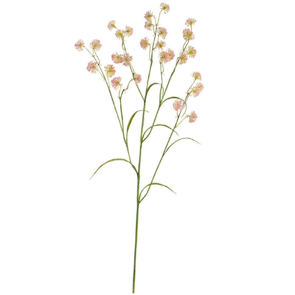 Астранция Вайлд