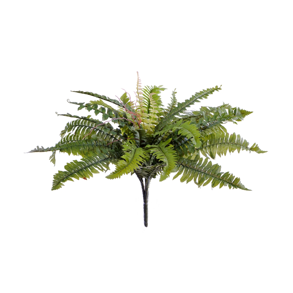 Папоротник Бостон