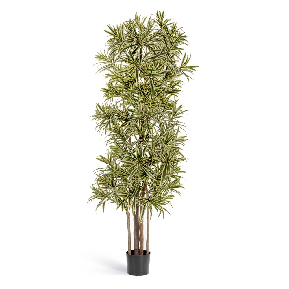 Драцена Рефлекса золотая