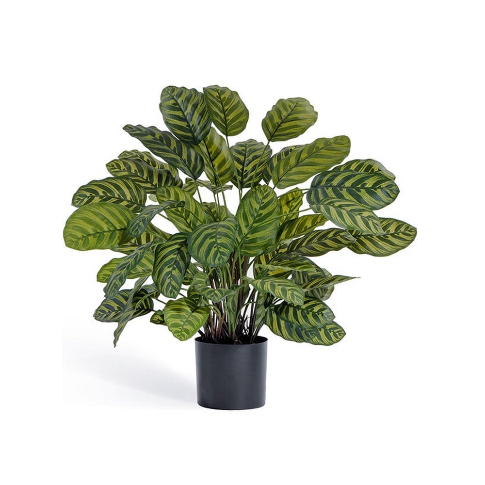 Калатея крупнолистная в горшке