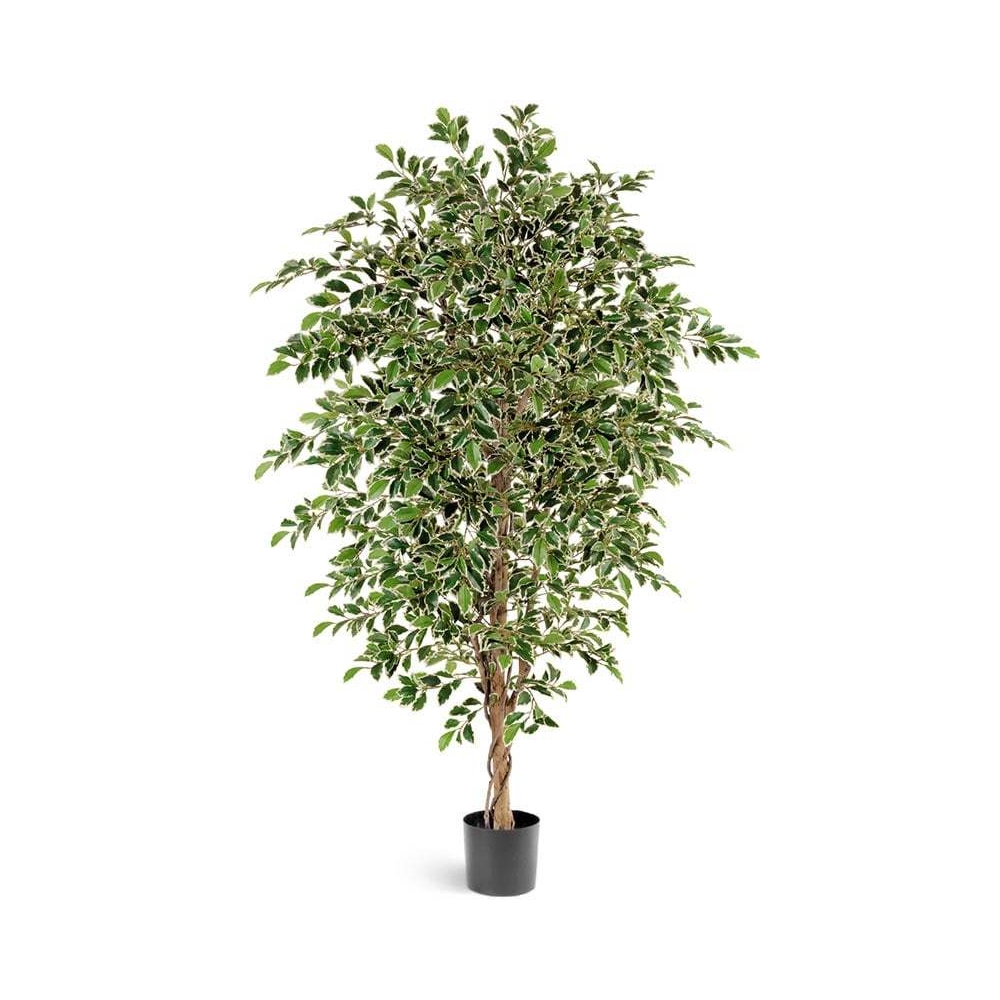 Фикус Фолиа пёстрый