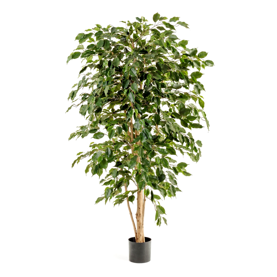 Фикус Бенджамина Нитида 150см